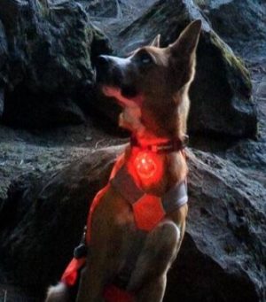 Ruffwear The Beacon™ Safety Light - Image 9