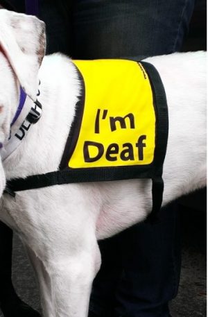 BD Im deaf vest