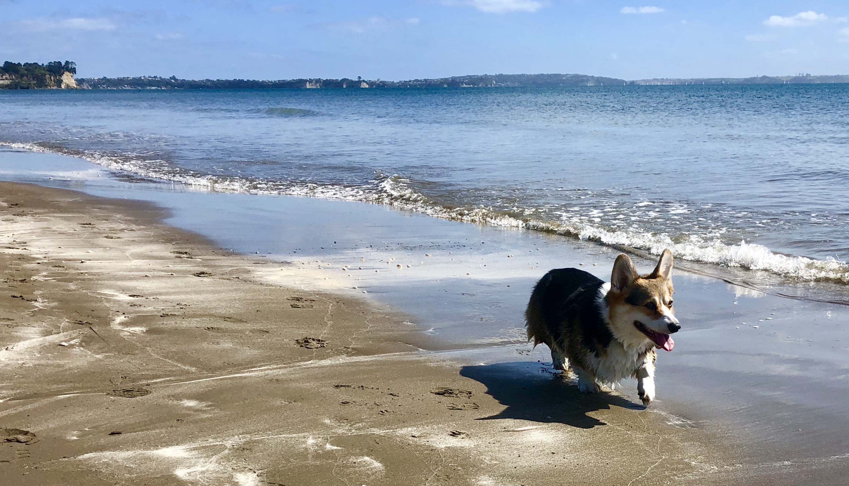 DOGlife NZ TRAIN PLAY LOVE