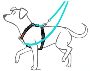 B9 Multi Function Leash