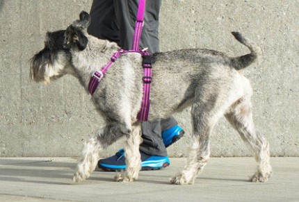 onregelmatig Siësta kleur Dog Copenhagen Walk Air™ Harness – DOGlife NZ