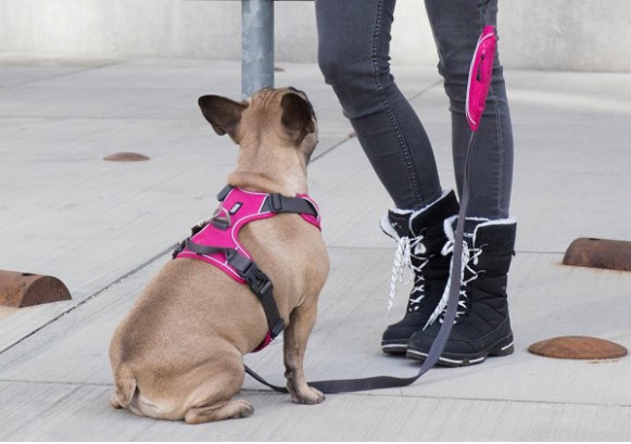 Dog Walk Pro™ Harness DOGlife NZ