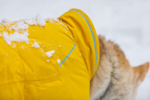 05751_Vert-Jacket_Mineral-Yellow_Molly+Hank_Backcountry-Ski_Utah-8