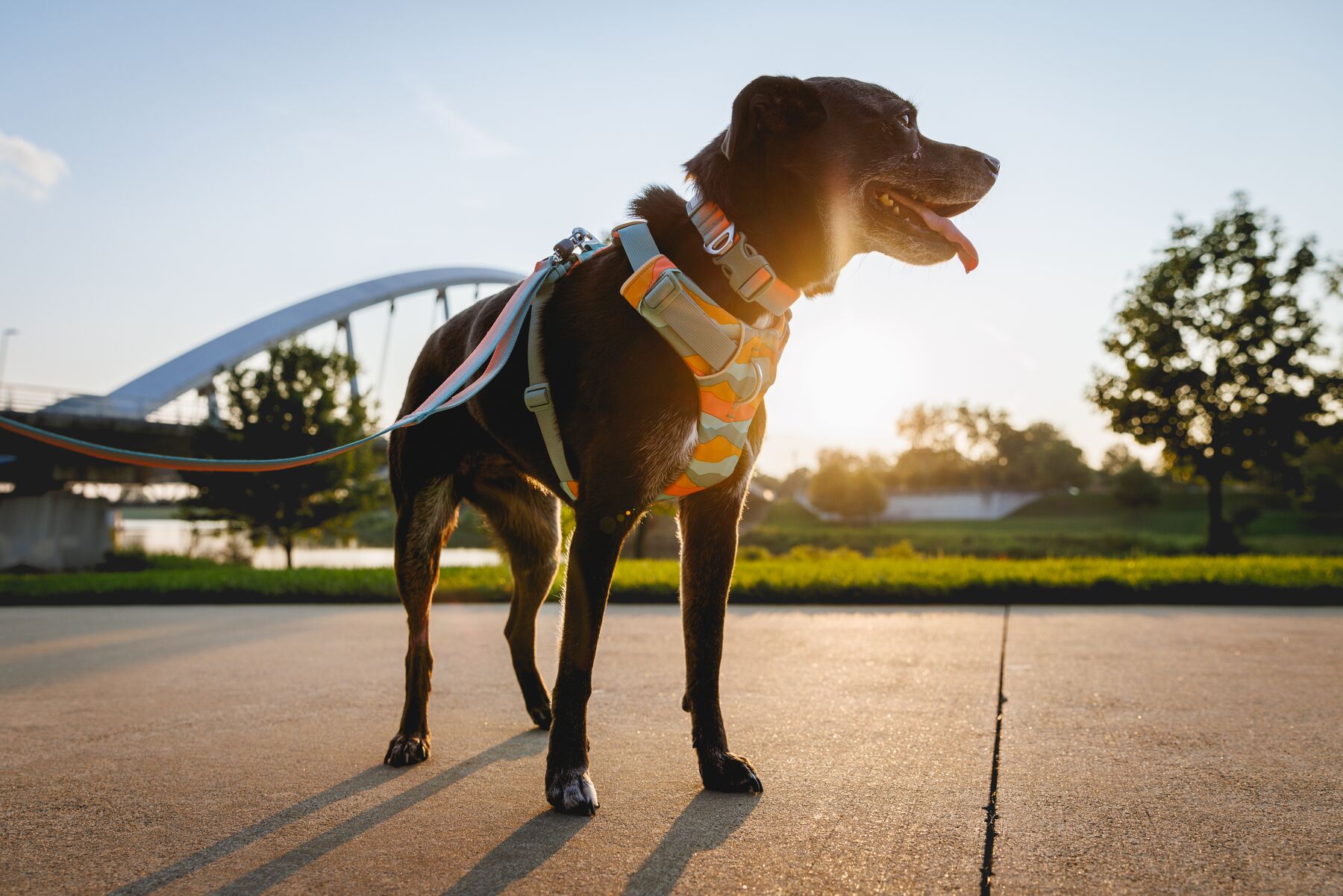 Ruffwear Front Range Harness DOGlife NZ