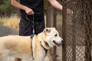 Web JPG-4065_Front Range Short Leash_Basalt Gray_Josh_Luna_Alpenglow_Haley Nelson_02