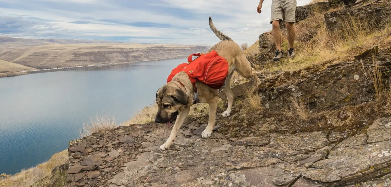 Ruffwear Palisades ™ Pack - Image 5