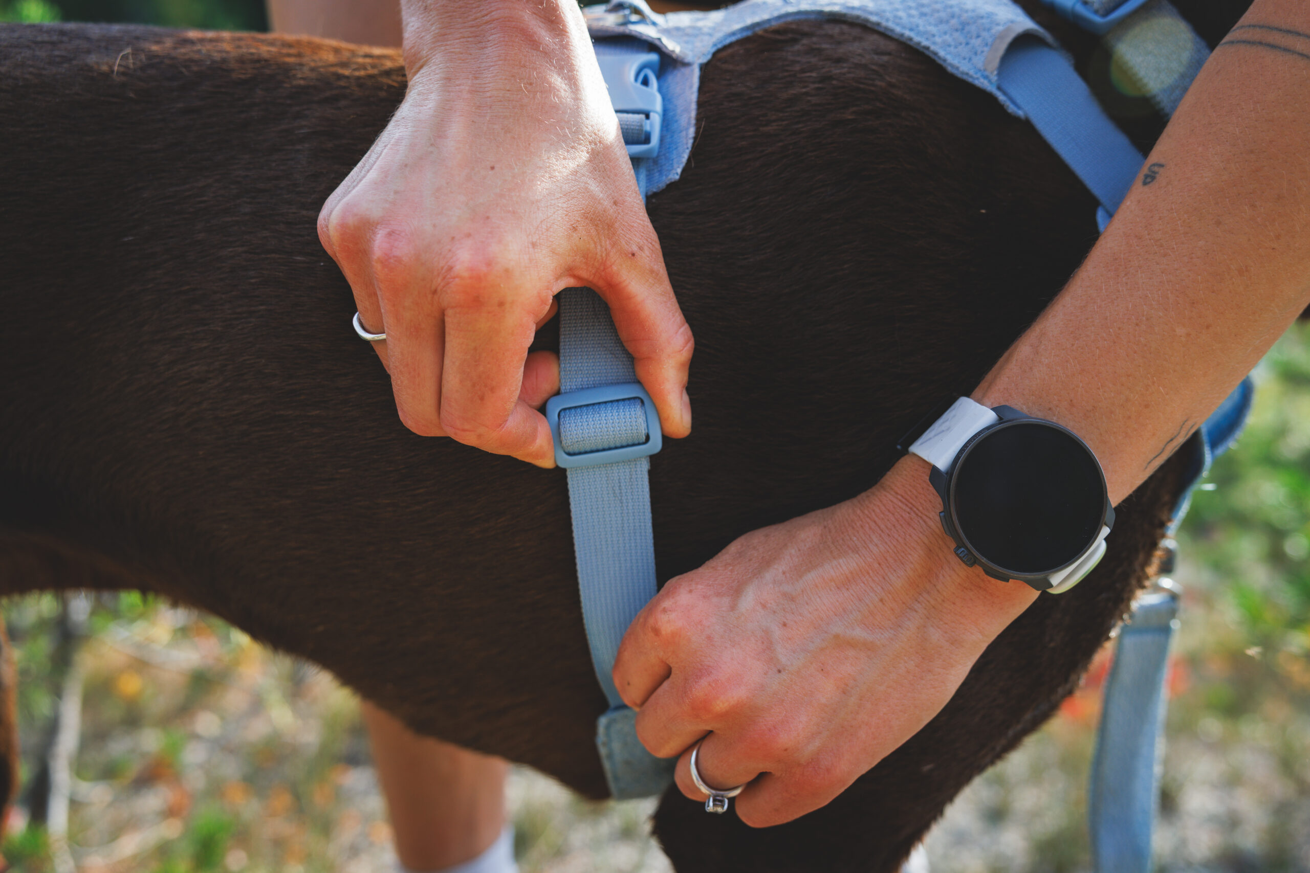 Ruffwear Front Range Flex™ Harness - Image 16
