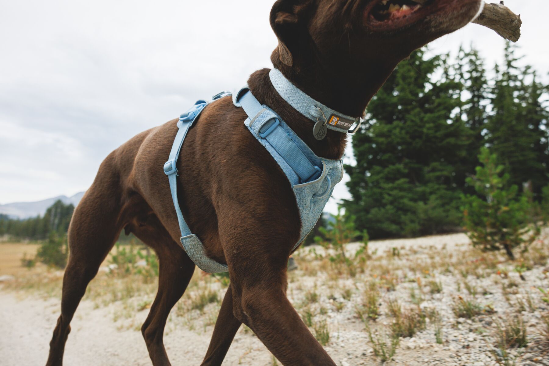 Ruffwear Front Range Flex™ Harness - Image 17